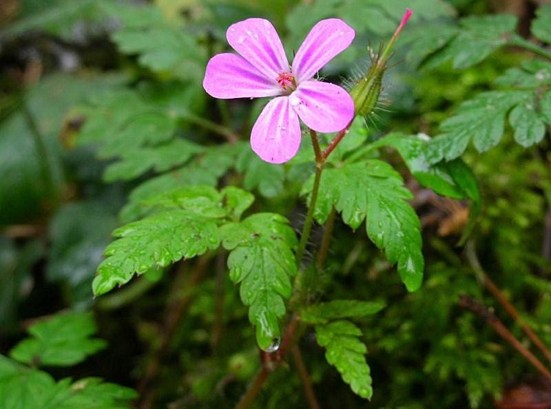 Geranium robertianum / Geranio di S.Roberto